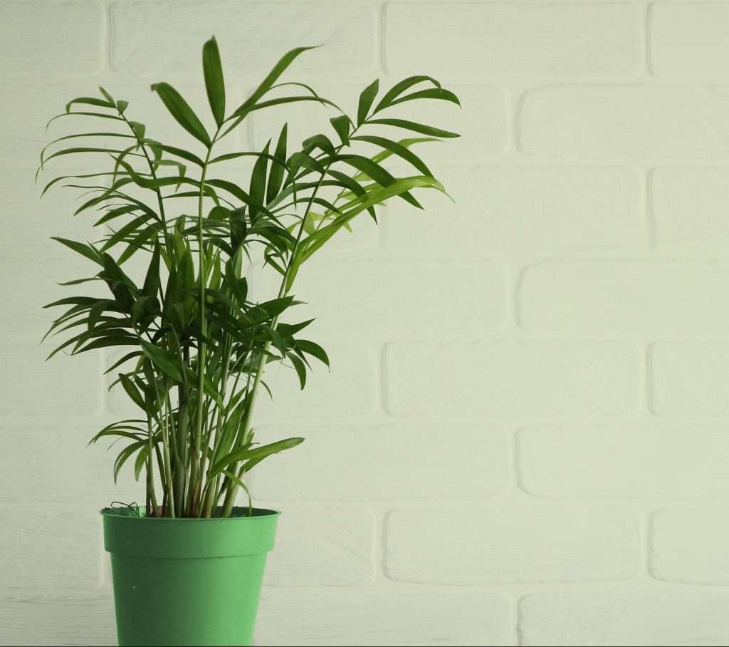Parlor Palm | Non-toxic indoor plants #1
